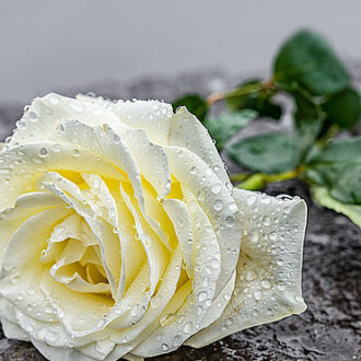 Kranzspenden Rose